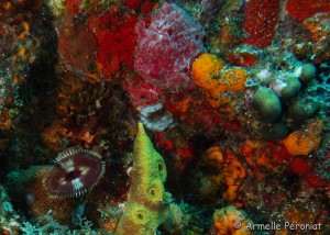 Malendure - îlet Pigeon